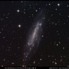 20070217 Ngc4236 Gx